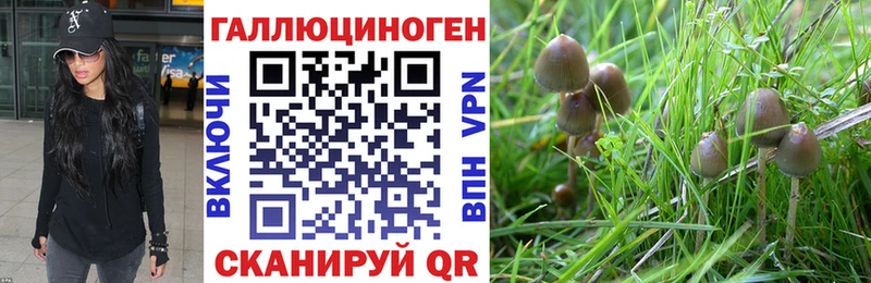 магазин продажи   Невель  Псилоцибиновые грибы GOLDEN TEACHER 